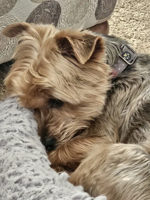 Mountain Veterinary Clinic LLC Picture 8