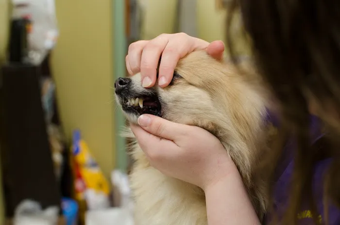 Animal Care Center of Topeka Picture 3