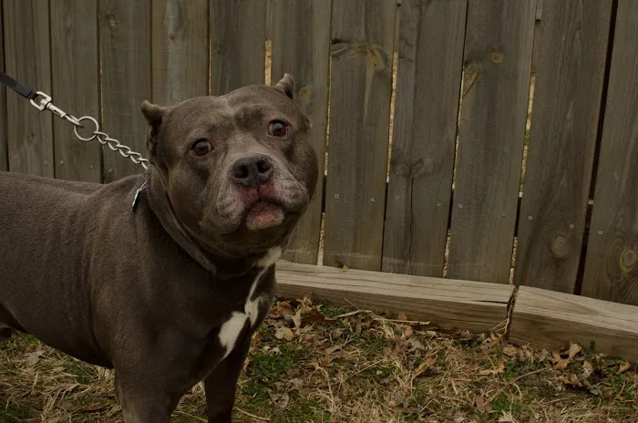 Animal Care Center of Topeka Picture 7