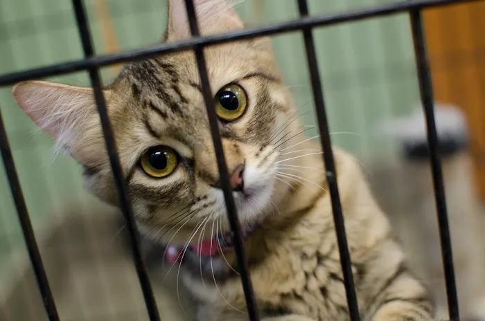 Animal Care Center of Topeka Picture 6