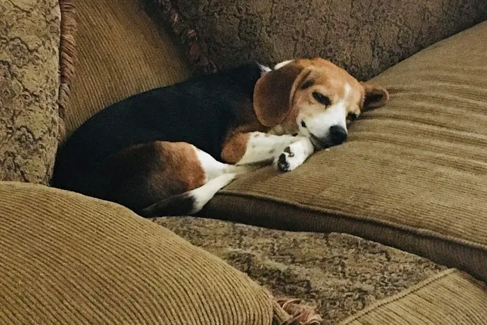 Animal Care Center of Topeka Picture 4