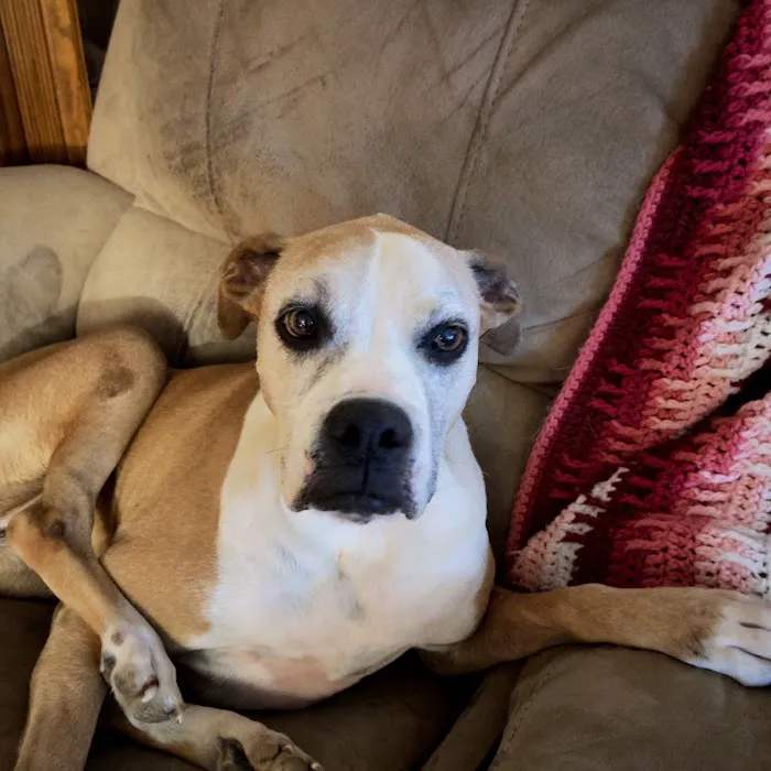 Family Pet Hospital Picture 6