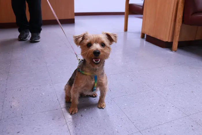 Family Pet Hospital Picture 8