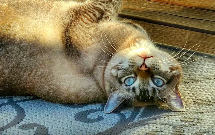 University Veterinary Care Center, P.A. Picture 6