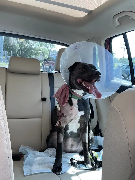 Gage Animal Hospital Picture 5