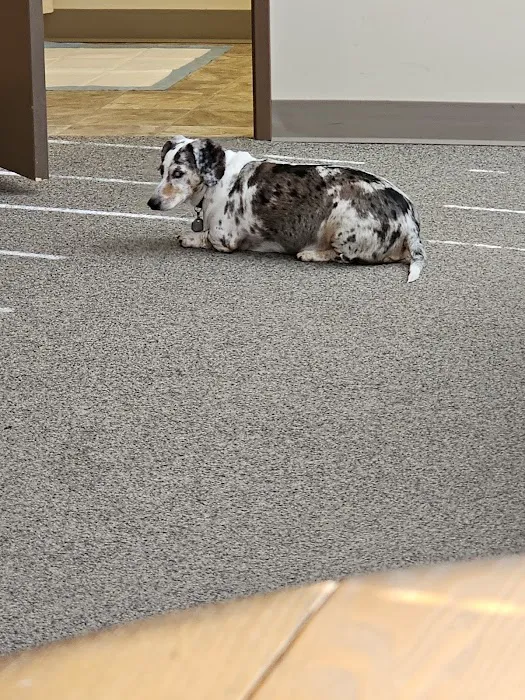 Lifelong Pet Health Care Picture 2