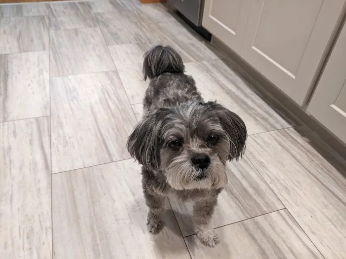 Lifelong Pet Health Care Picture 1