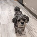 Lifelong Pet Health Care