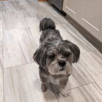 Lifelong Pet Health Care ico