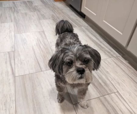 Lifelong Pet Health Care