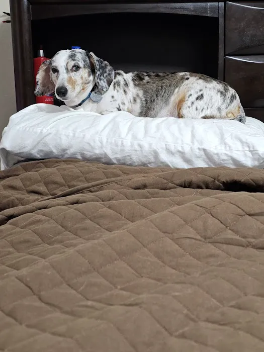 Lifelong Pet Health Care Picture 3