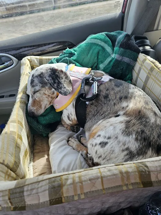 Lifelong Pet Health Care Picture 4