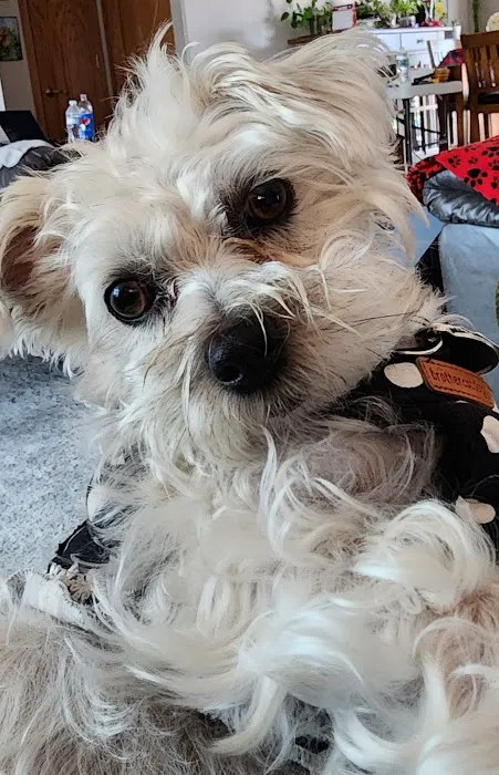 Lifelong Pet Health Care Picture 5