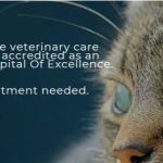 Stone House Animal Hospital