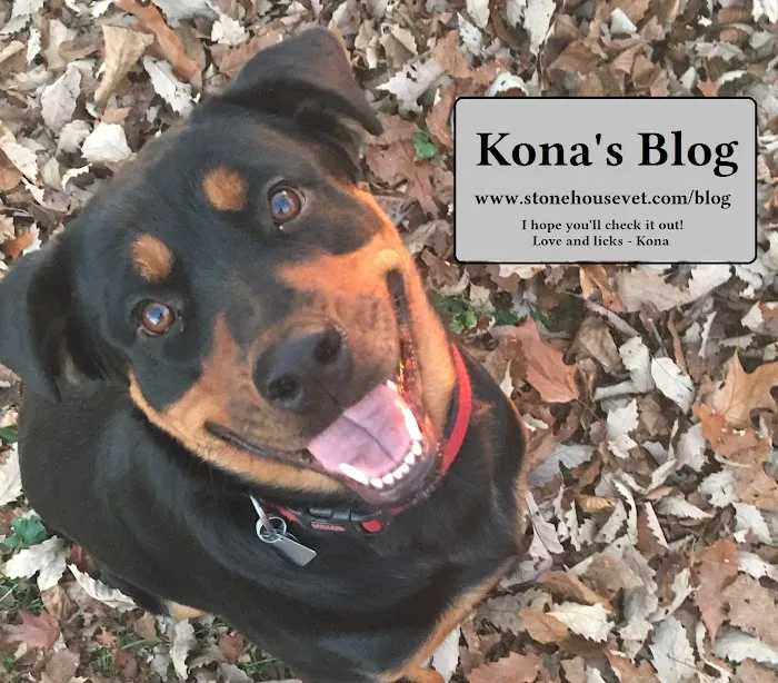 Stone House Animal Hospital Picture 10