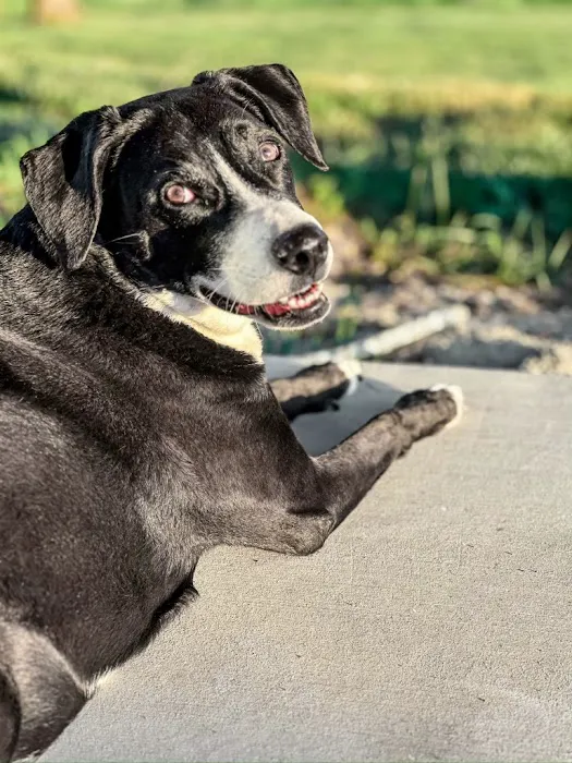 Veterinary Medical & Surgical Hospital of Topeka Picture 1