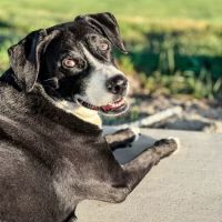 Veterinary Medical & Surgical Hospital of Topeka ico