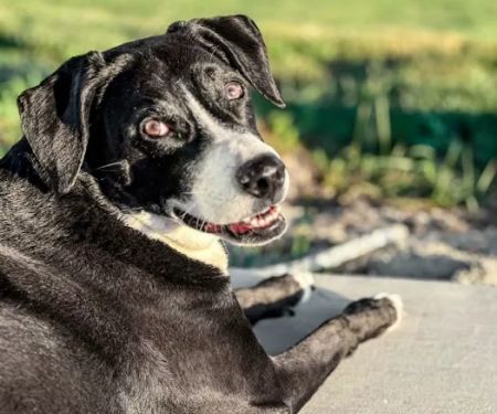 Veterinary Medical & Surgical Hospital of Topeka