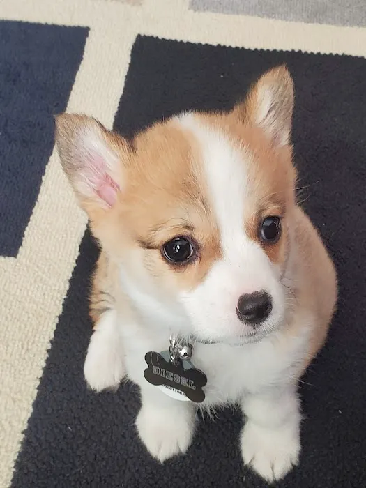 Veterinary Medical & Surgical Hospital of Topeka Picture 2