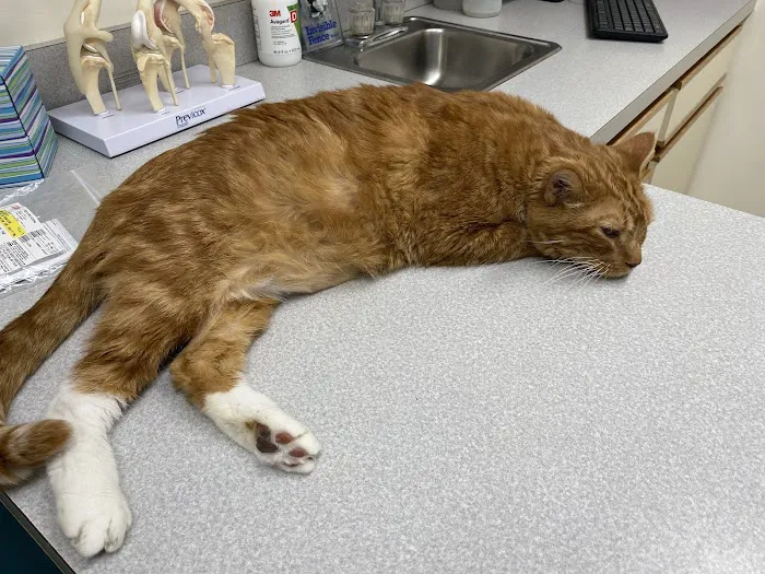 Veterinary Medical & Surgical Hospital of Topeka Picture 5