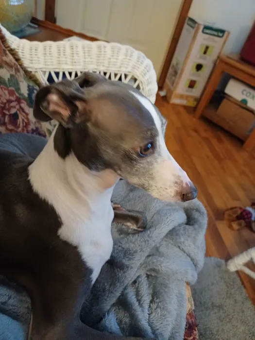 Veterinary Medical & Surgical Hospital of Topeka Picture 9