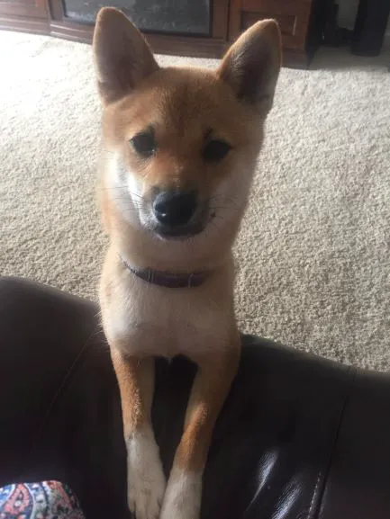 Veterinary Medical & Surgical Hospital of Topeka Picture 7