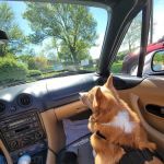 Clinton Parkway Animal Hospital