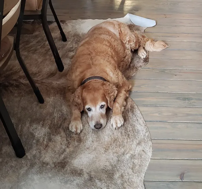 Clinton Parkway Animal Hospital Picture 4