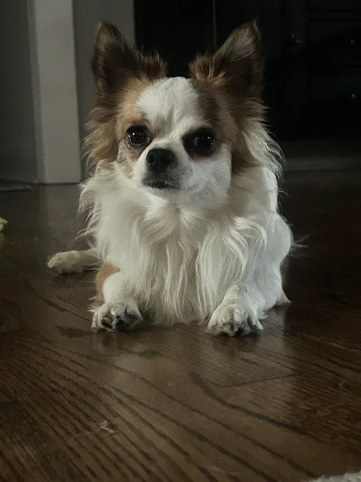 Lawrence Veterinary Hospital Picture 3