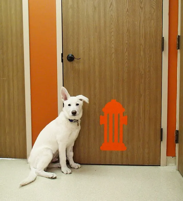 Lawrence Veterinary Hospital Picture 10