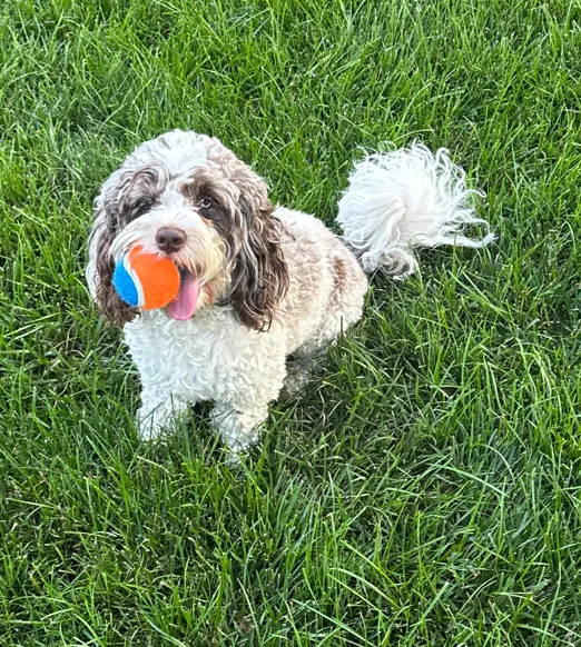 Bradley Animal Hospital, P.A. Picture 1