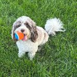 Bradley Animal Hospital, P.A.