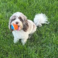 Bradley Animal Hospital, P.A. ico