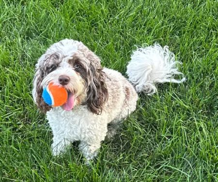 Bradley Animal Hospital, P.A.