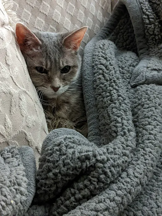 Bradley Animal Hospital, P.A. Picture 2