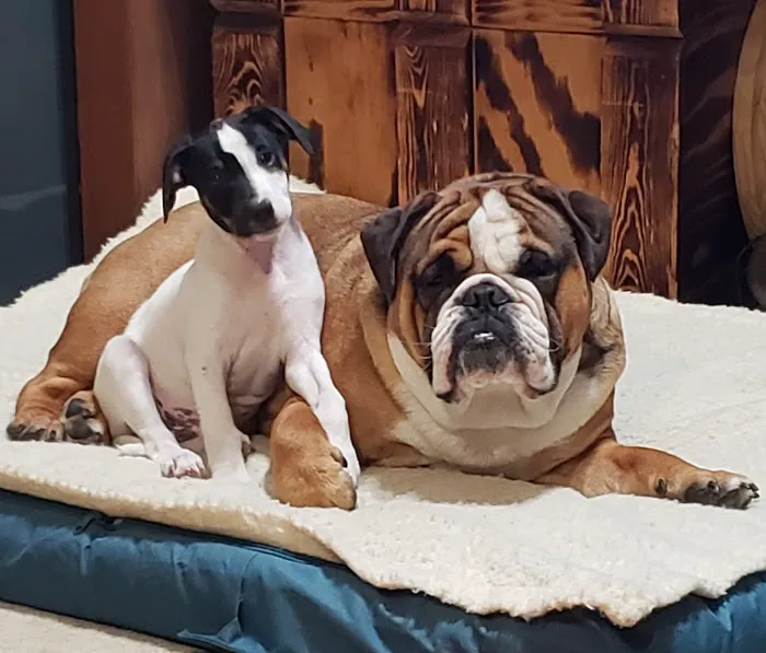 Bradley Animal Hospital, P.A. Picture 3