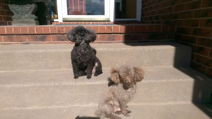 Bradley Animal Hospital, P.A. Picture 8