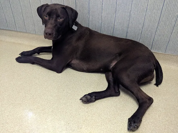 Bradley Animal Hospital, P.A. Picture 6