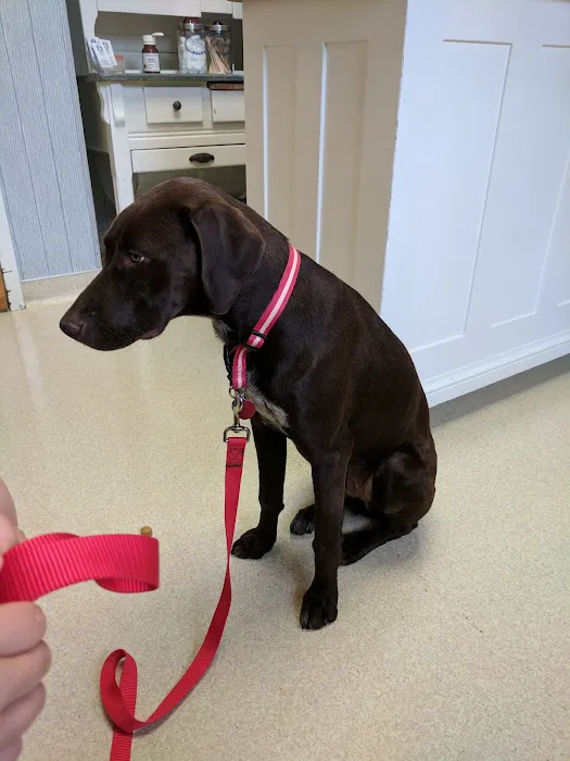 Bradley Animal Hospital, P.A. Picture 5