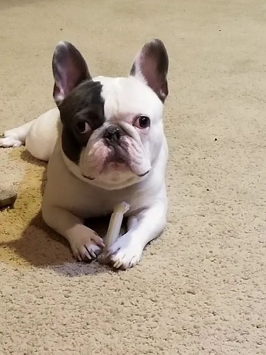 Bradley Animal Hospital, P.A. Picture 4