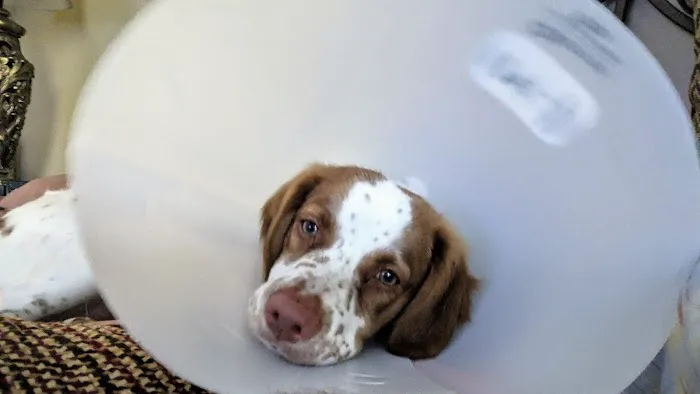 Shawnee Animal Hospital Picture 1