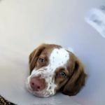 Shawnee Animal Hospital