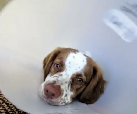 Shawnee Animal Hospital