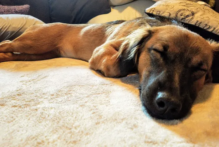 Shawnee Animal Hospital Picture 6