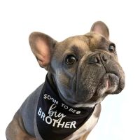 Winchester Pet Care Center ico