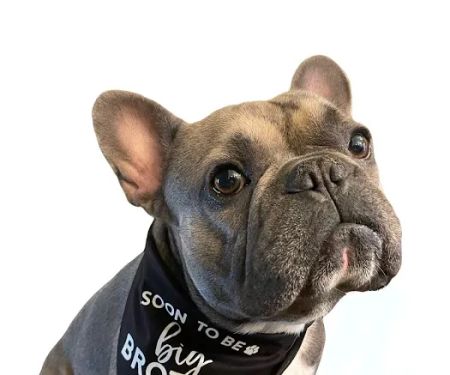 Winchester Pet Care Center