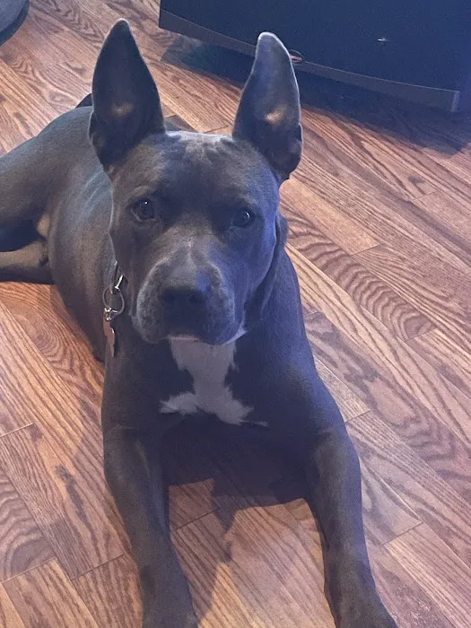 Banfield Pet Hospital Picture 1