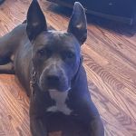 Banfield Pet Hospital