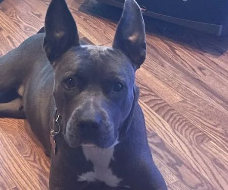 Banfield Pet Hospital