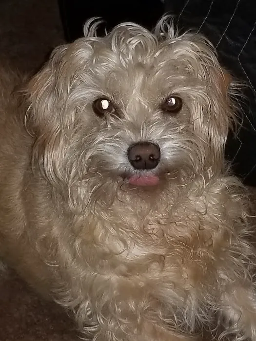 Banfield Pet Hospital Picture 5